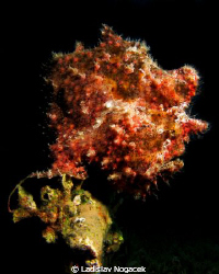 red sea flower by Ladislav Nogacek 